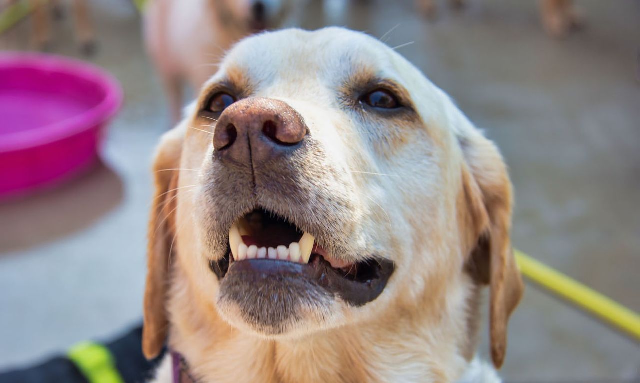 Dog showing teeth