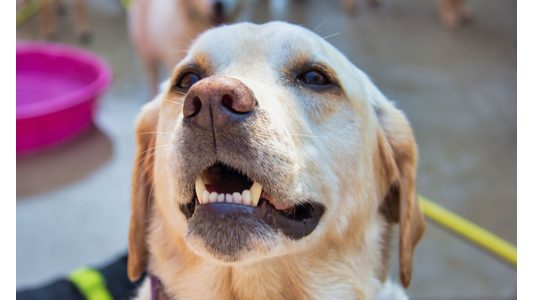 Close-up of a light brown Labrador dog looking upwards and panting, with a pink water bowl visible in the blurred background.