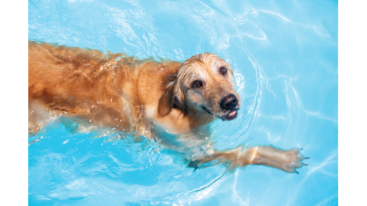 Golden retriever swimming in a blue pool, looking up with a content expression.