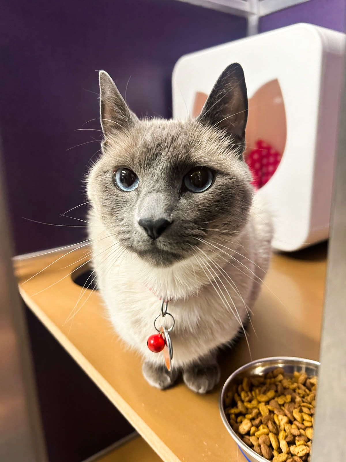A Siamese cat with blue eyes and a red bell collar sits on a wooden shelf next to a bowl of cat food, with a purple background.