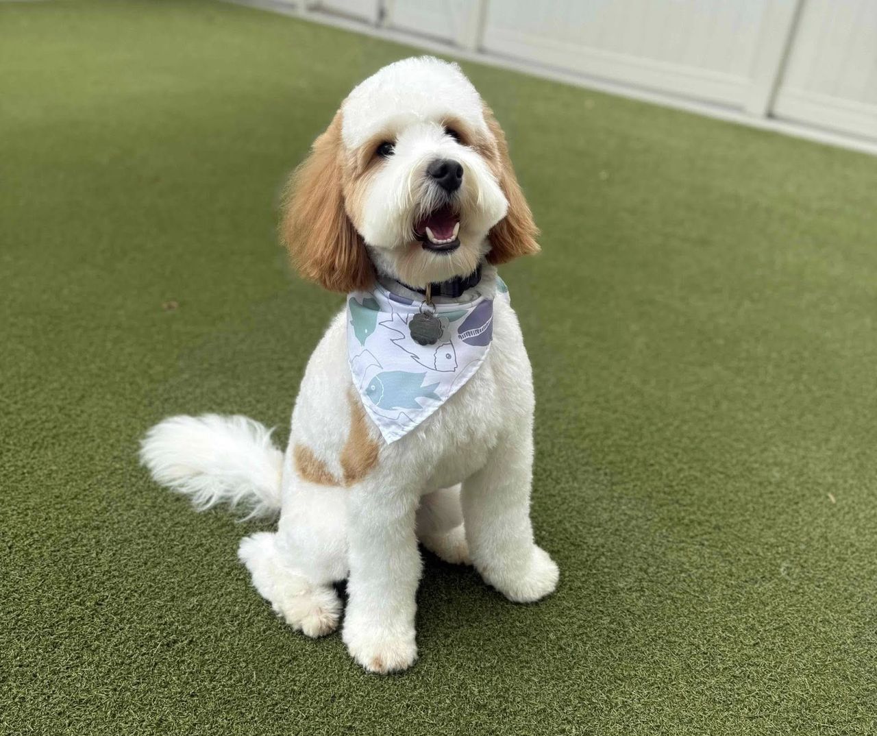 A fluffy dog with a white and tan coat sits on green grass, wearing a pastel patterned bandana and a collar with a tag, looking up happily.