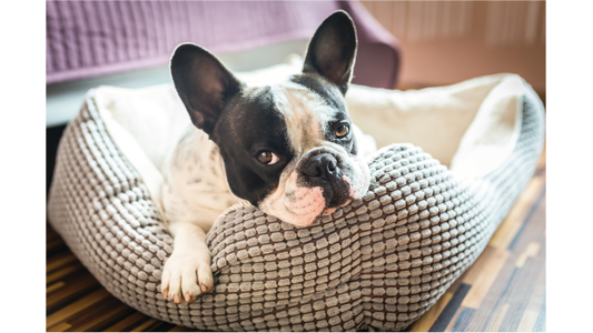 A French Bulldog with black and white fur rests in a cozy gray dog bed, gazing softly with ears perked up.