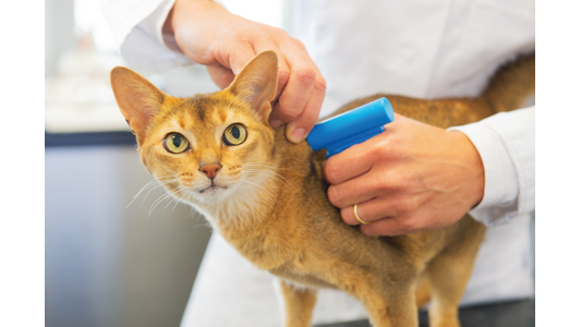 A person in a white coat uses a blue scanner to check a brown cat's microchip.