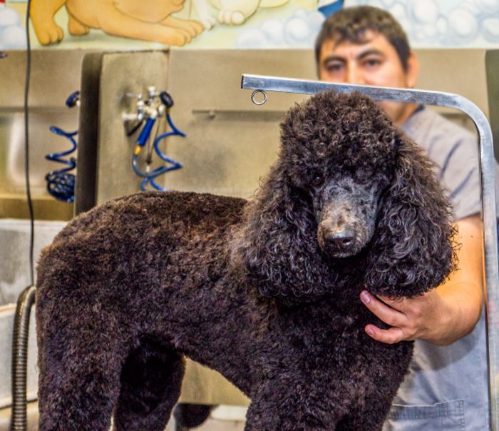 Person grooming a curly-haired black poodle at a pet salon, with grooming tools visible in the background.