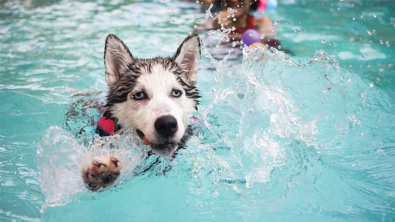 A blue-eyed Siberian Husky swimming energetically in a clear blue pool, splashing water with its front paw while wearing a life vest