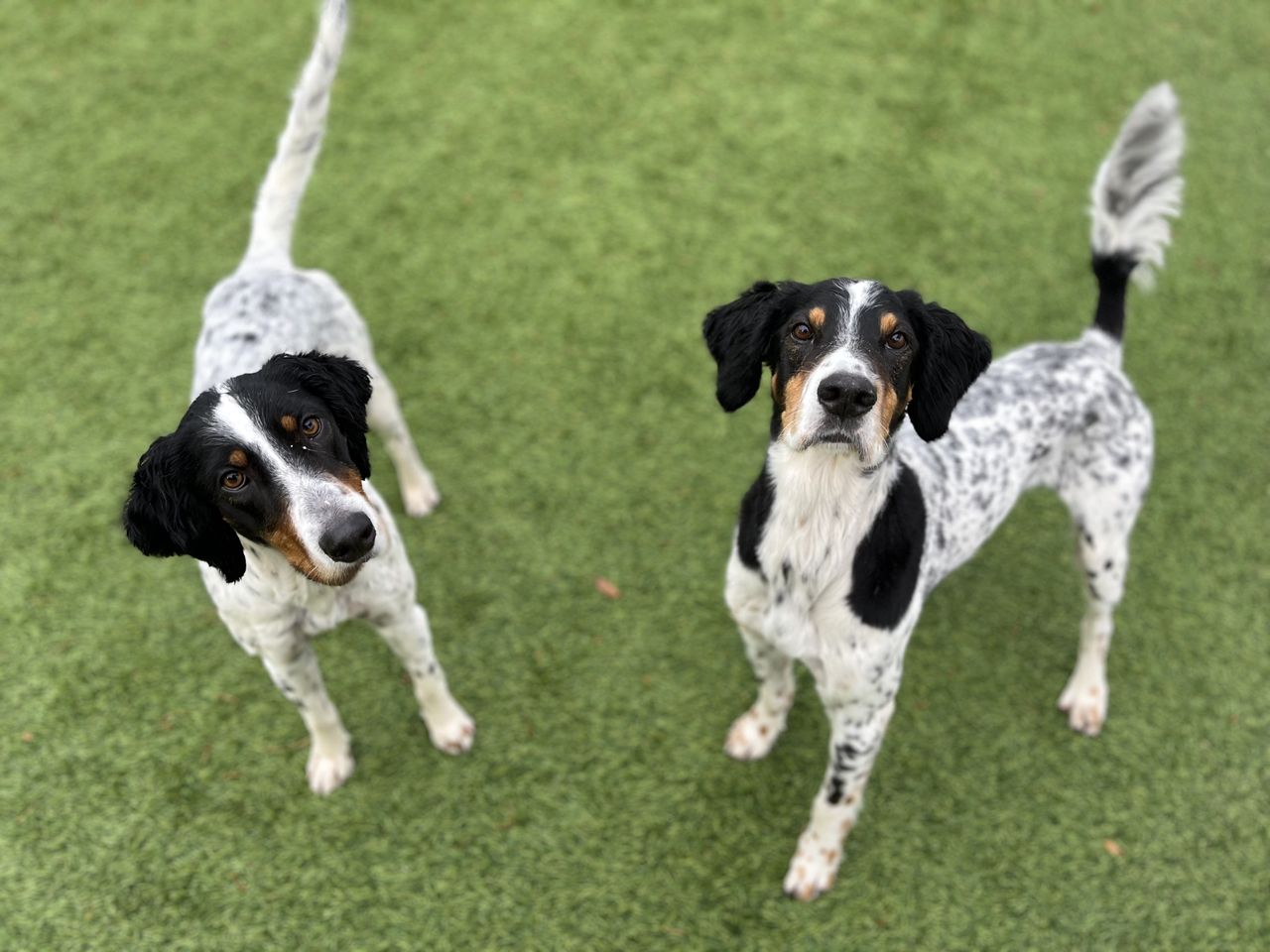 Two black and white dogs with patches stand on a grassy surface, looking upward with alert expressions and wagging tails.