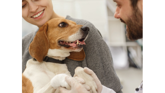 Vet Owner Holding Dog Paws