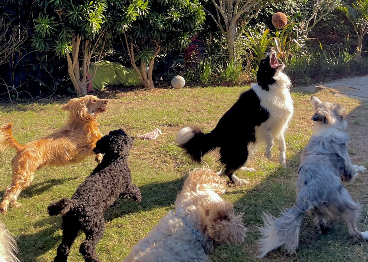 The Benefits of Dog Daycare: Why Your Pup Needs Playtime with Friends