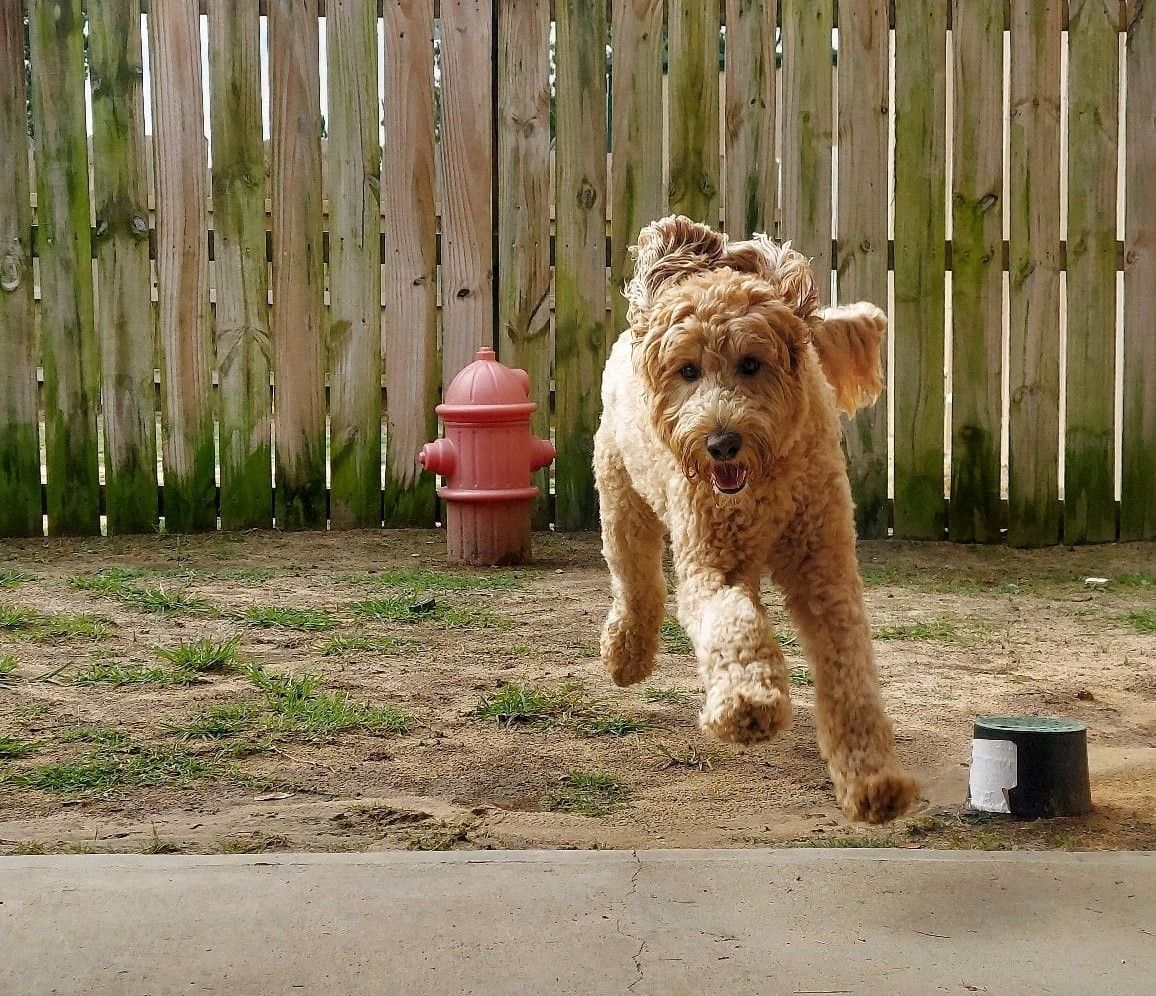 A fluffy dog happily runs towards the camera in a backyard, with a red fire hydrant and wooden fence in the background.