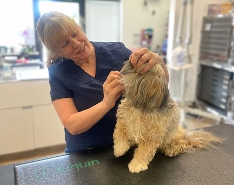 A veterinary professional examines a small, furry dog on a table in a clinic setting.