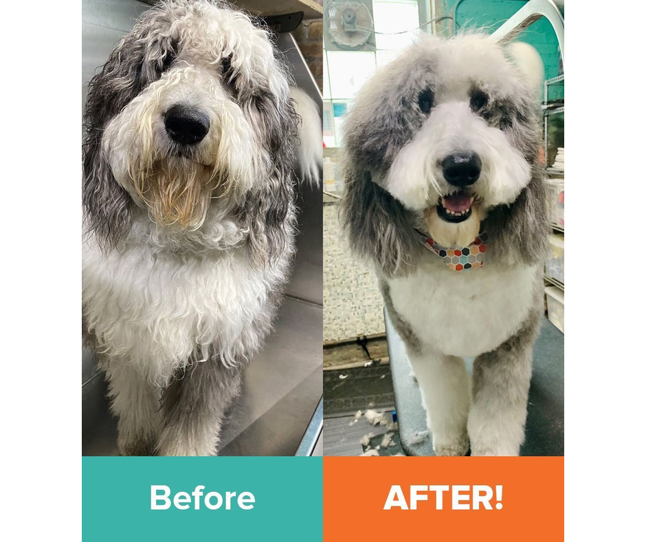 Shaggy gray and white dog before grooming on left, neatly trimmed and cheerful after grooming on right, wearing a colorful bandana.