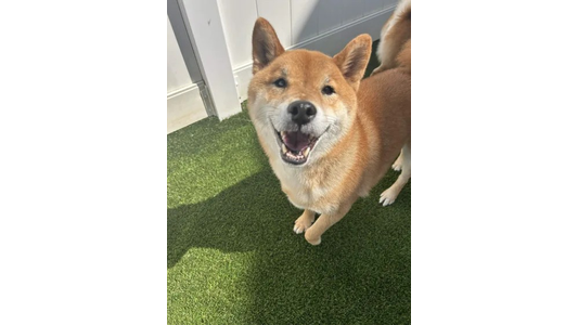 A happy Shiba Inu with a bright expression stands on green artificial turf near a white fence, casting a shadow.