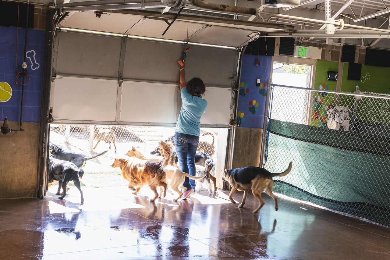 A person in a blue shirt opens a garage door, allowing several dogs of different breeds to enter or exit a colorful canine daycare facility.