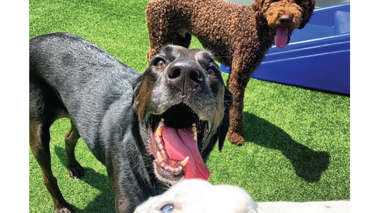 Three playful dogs on green artificial grass; a black dog with its mouth open in the foreground, a curly brown dog, and a white dog partly visible.
