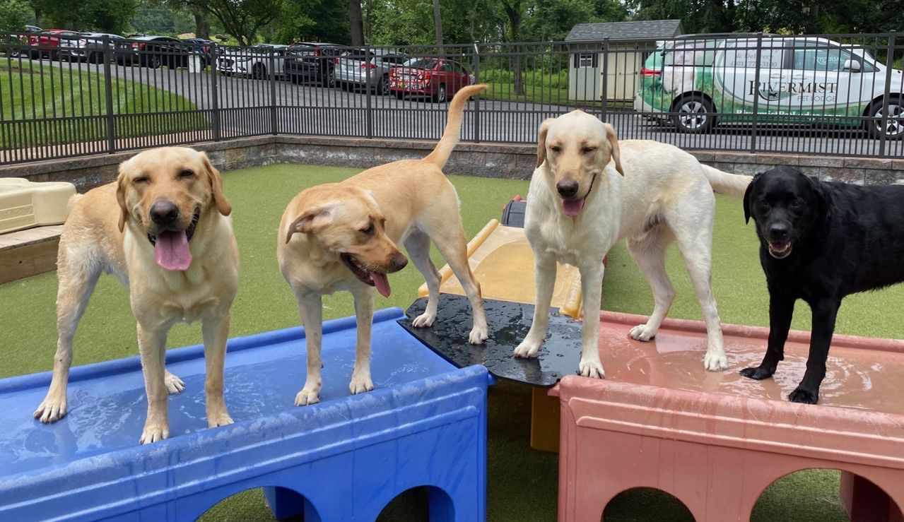 Four dogs happily standing on colorful play structures in a fenced outdoor area, with grass and cars in the background.