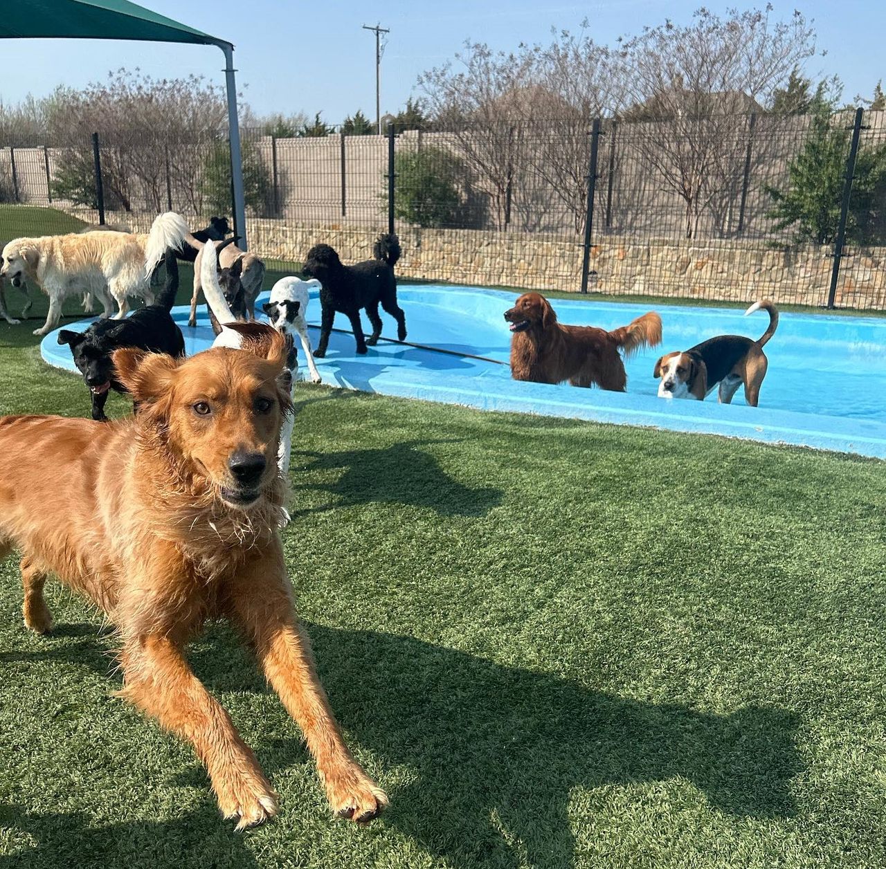 A group of dogs playing by a pool on a grassy area, with some dogs in the water and one golden retriever running towards the camera.