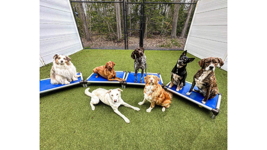 Seven dogs of various breeds are sitting and lying on blue platforms on a grassy surface inside a fenced area.