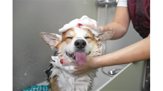 A corgi enjoys a bath, eyes closed, tongue out, while being lathered with soap by a person.