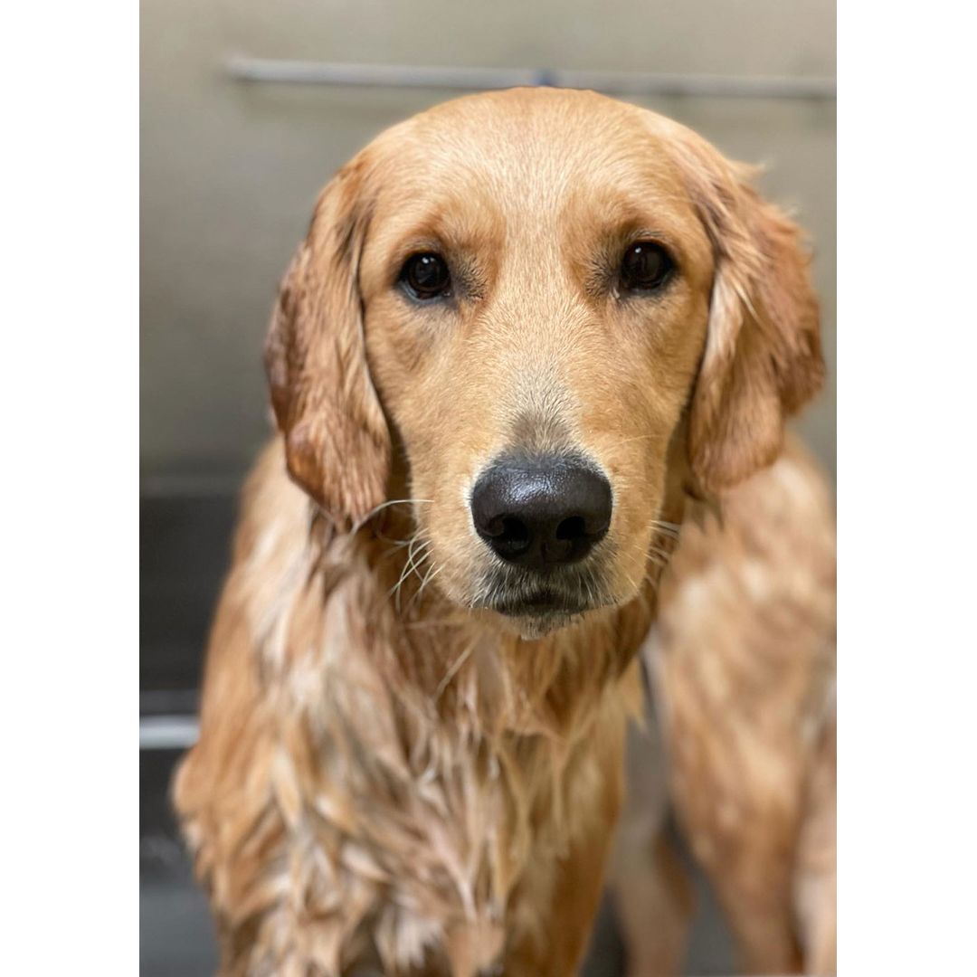 Wet golden retriever looking at the camera in a stainless steel grooming tub during a bath
