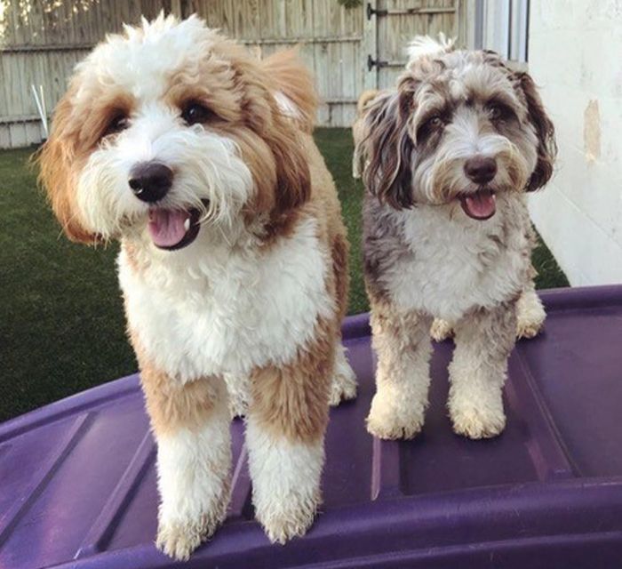 Two fluffy dogs with curly fur, one brown and white, the other gray and white, stand on a purple surface, both looking at the camera.