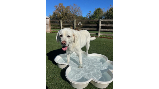 A white Labrador Retriever stands in a bone-shaped pool on green grass, under a clear blue sky, with its tongue out playfully.