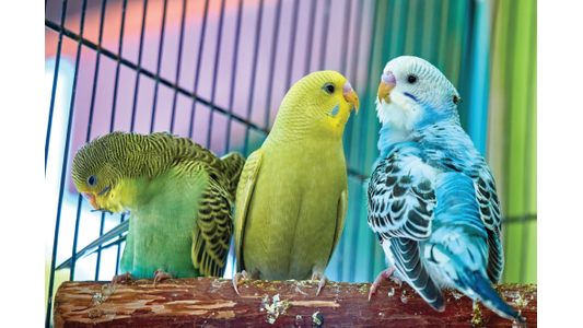 Three birds sitting on branch.