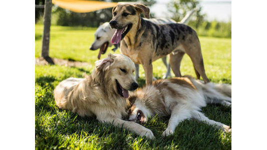 Four dogs play in a sunny park, with two lying on the grass and two standing nearby, all appearing happy with their tongues out.