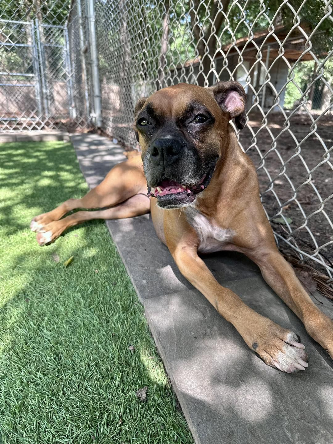 A brown dog with black markings lounges on a concrete surface next to a chain-link fence, with artificial grass and trees in the background.