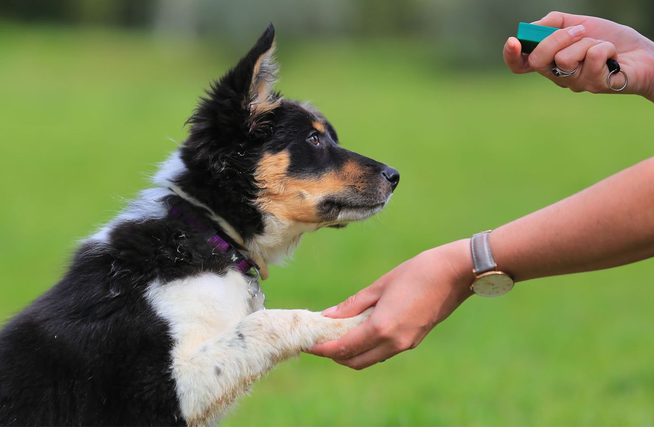 A dog shakes hands with a person holding a small green clicker in a grassy field.