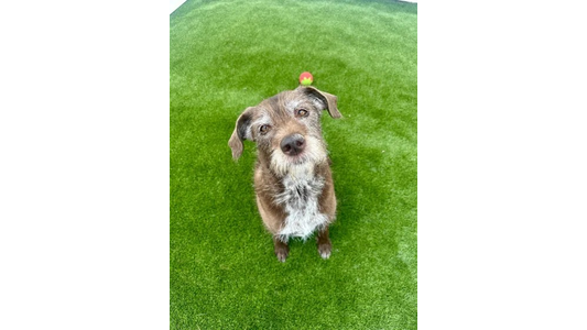 A brown and gray dog with a scruffy coat sits on green grass, looking up. A red and yellow ball is visible behind the dog.