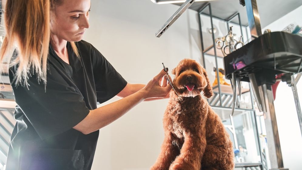 A woman grooming a brown dog on a table, carefully trimming its fur with scissors in a pet salon.