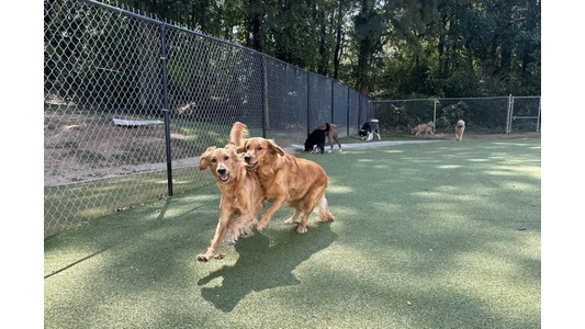 Two Golden Retrievers playfully running together in an outdoor fenced artificial turf dog park