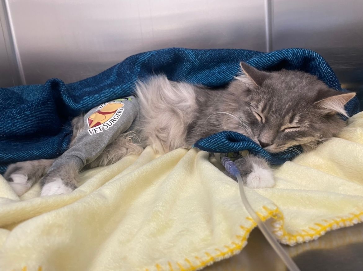 Grey cat sleeping under blankets with a "Vet Surgery" tag on its bandaged leg, resting on a soft yellow surface.