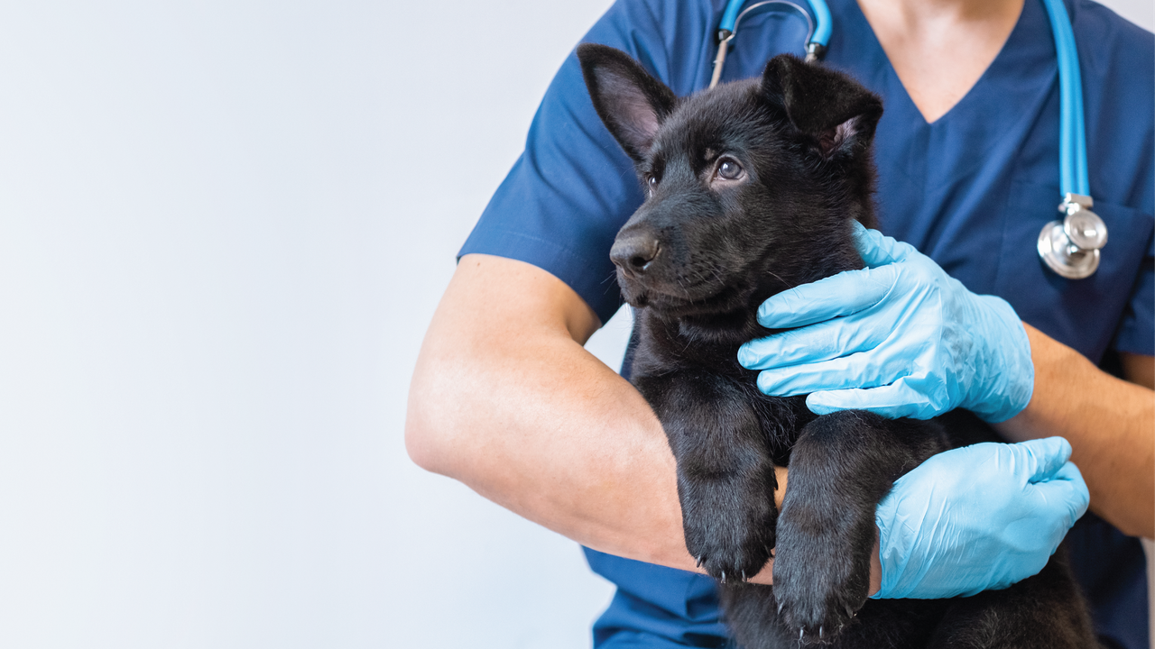 Veterinarian holding a black puppy at Dugan's Veterinary Hospital in Aurora, CO