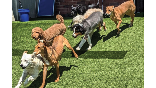 Six dogs of various breeds running and playing together on a sunny day in a grassy yard.