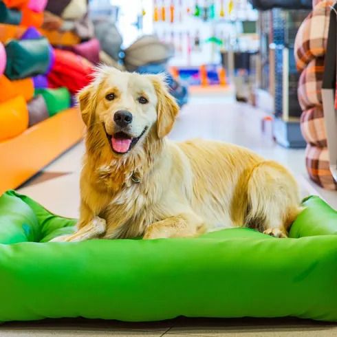 Golden retriever lying on a bright green dog bed in a pet store, surrounded by colorful pet items.