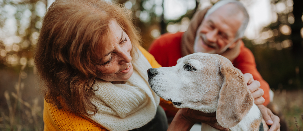 Senior Pet Care in Porter, TX: How to Keep Your Dog or Cat Healthy in Their Golden Years