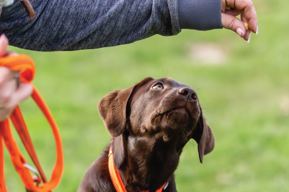 Brown puppy with an orange collar looks up intently at a hand offering a treat, outdoors on grass.