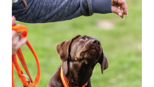 Brown puppy with an orange leash looks up at a person holding a treat, in a grassy area.