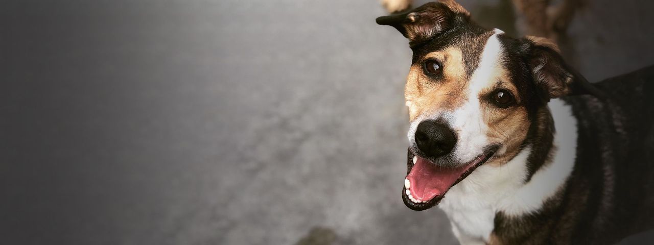 A happy dog with a brown and white coat looks at the camera with its mouth open, standing on a smooth gray surface.