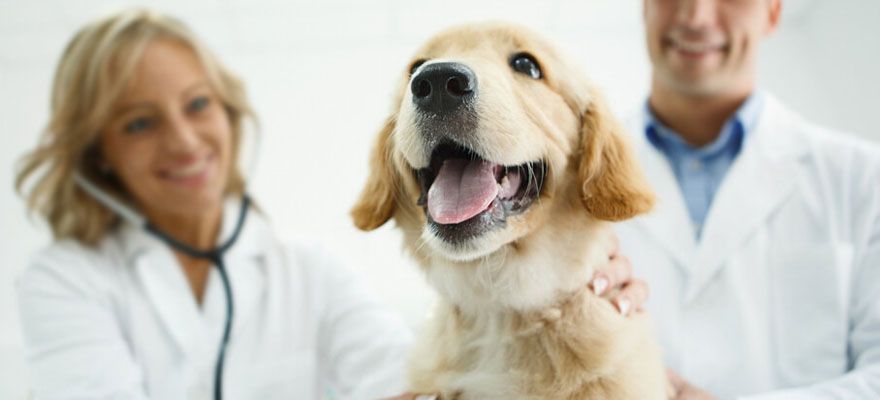 A happy Golden Retriever is being examined by two veterinarians in white coats.