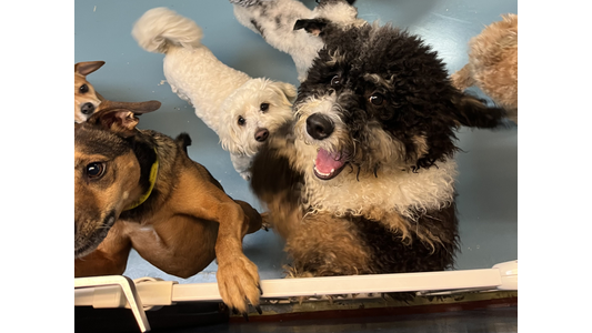 Several excited dogs, including a fluffy black and white one, eagerly look up over a gate.