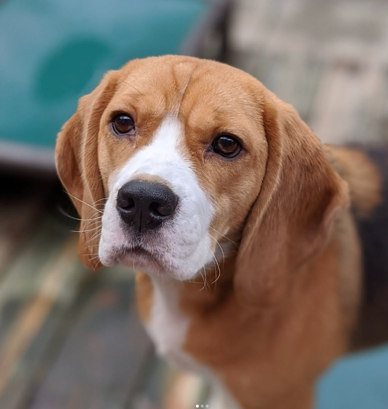 A beagle with a brown and white coat looks attentively at the camera, standing on a wooden surface with a blurred background.