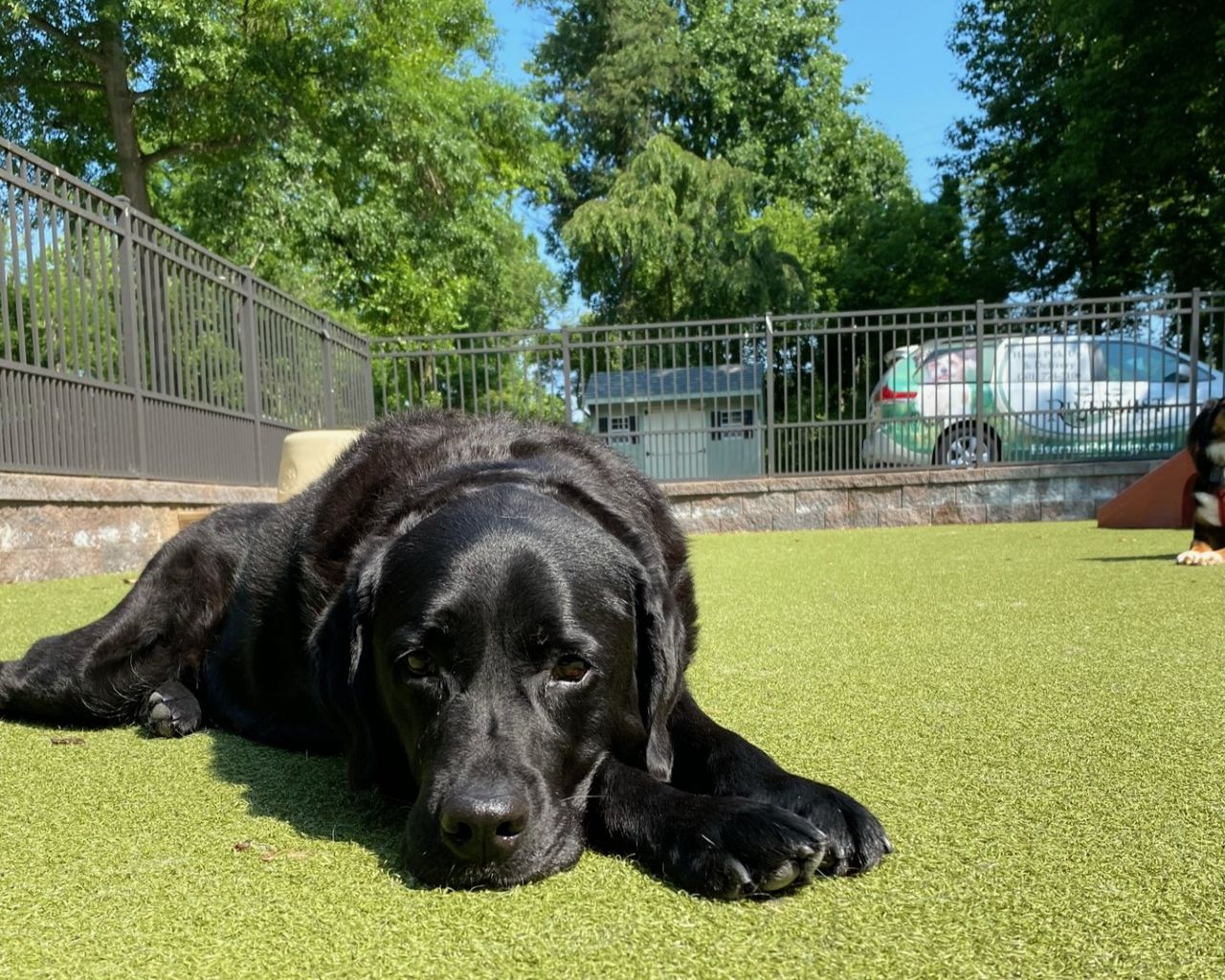 Black Labrador lying on grass in a fenced park under a clear blue sky. Trees and a parked car are in the background.
