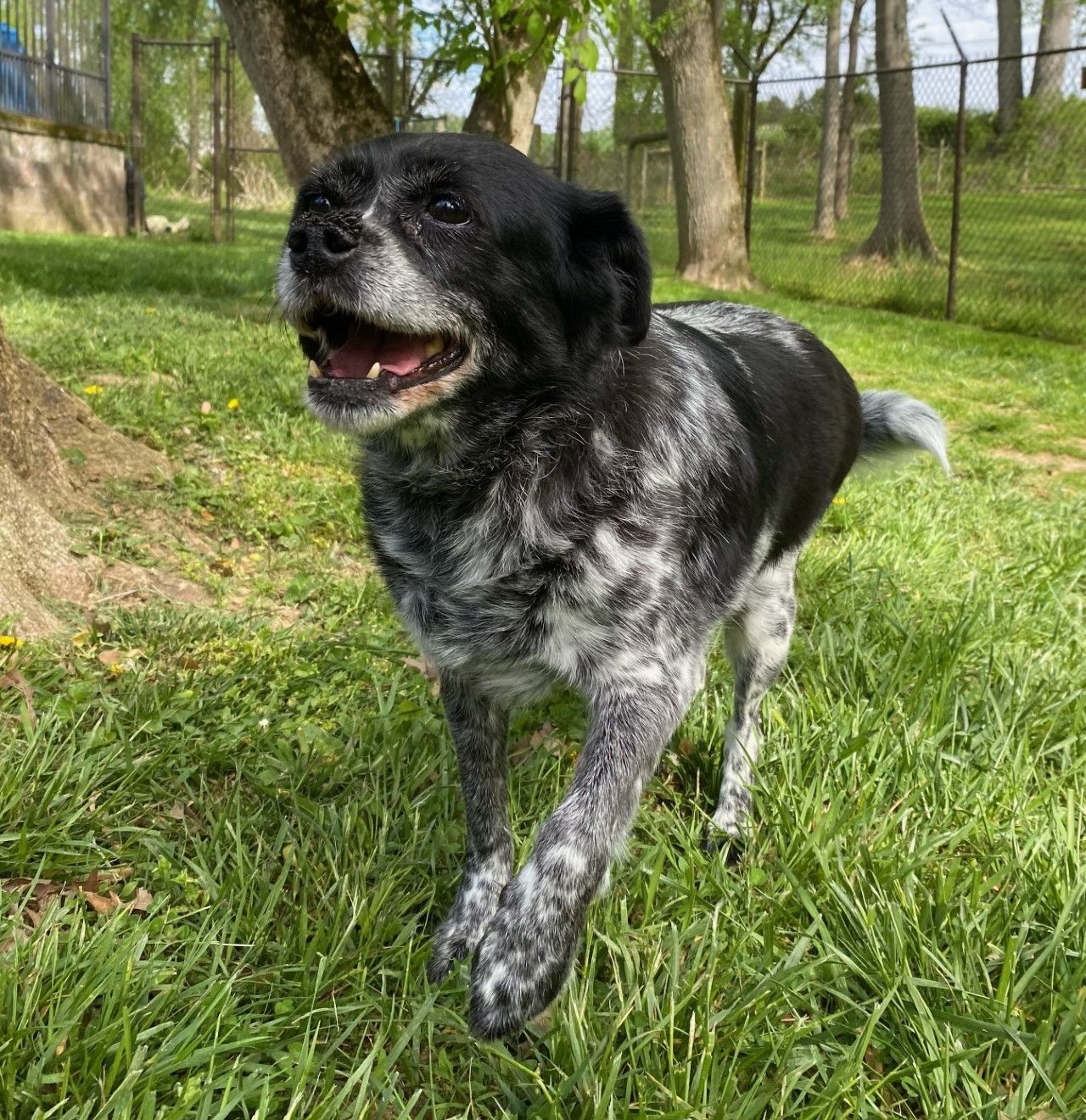 A happy black and white dog with a speckled coat walks on lush green grass in a fenced yard, surrounded by trees.