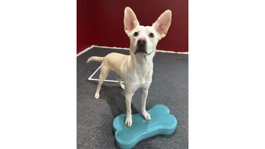 A dog with large ears stands on a blue bone-shaped balance board, looking up, with a red wall background.