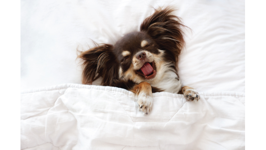 A small, fluffy dog yawning while lying under a white blanket, appearing relaxed and cozy.