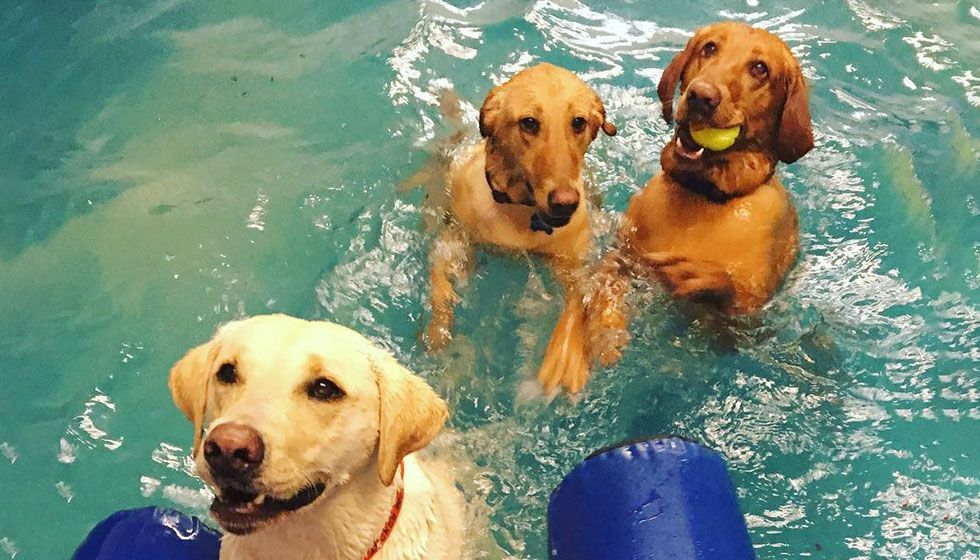 Three golden dogs swimming together happily in an indoor canine pool, with one holding a tennis ball in its mouth