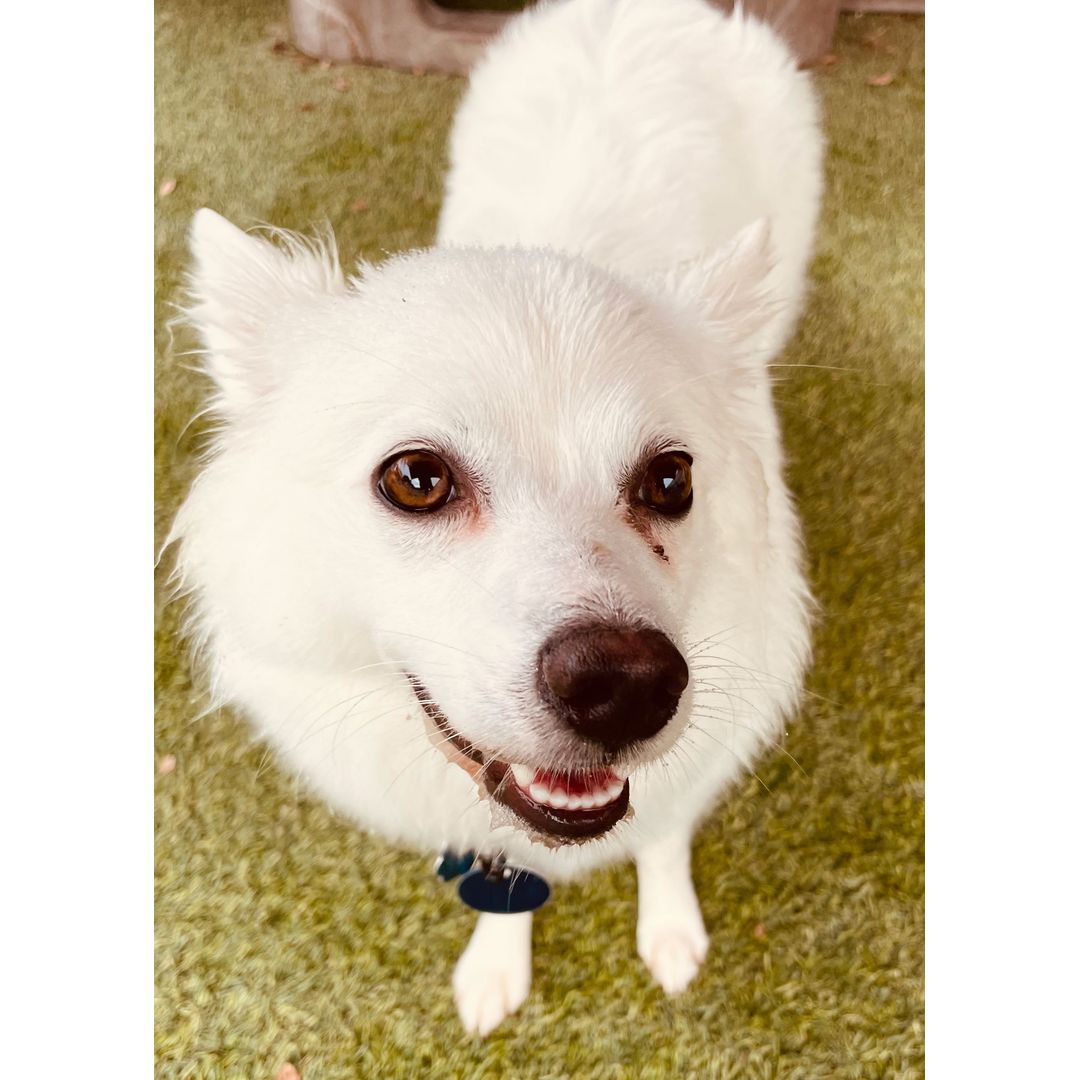 Smiling white fluffy dog with brown eyes looking up at the camera on artificial turf