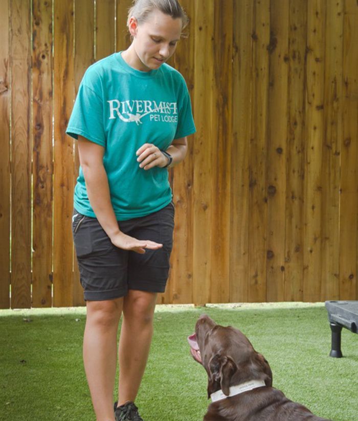 Female Rivermist trainer in a turquoise shirt training a chocolate Labrador to sit on grass with a wooden fence background.